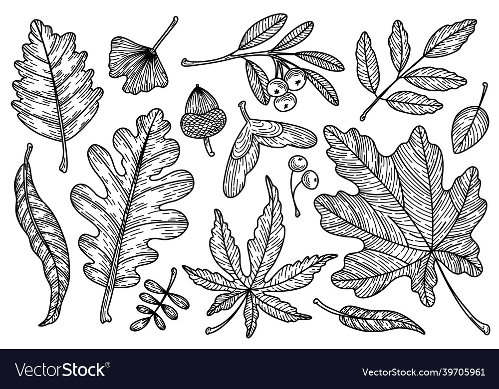 Set of fall leaves collection detailed Royalty Free Vector