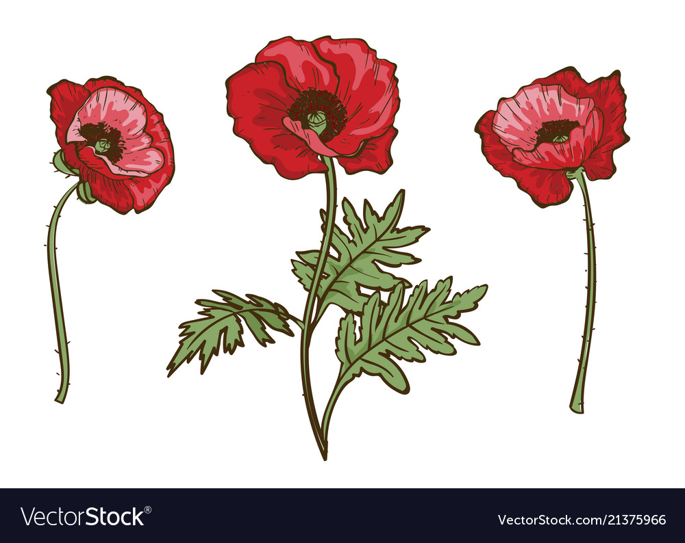 Poppy flowers set isolated blooming red poppies Vector Image