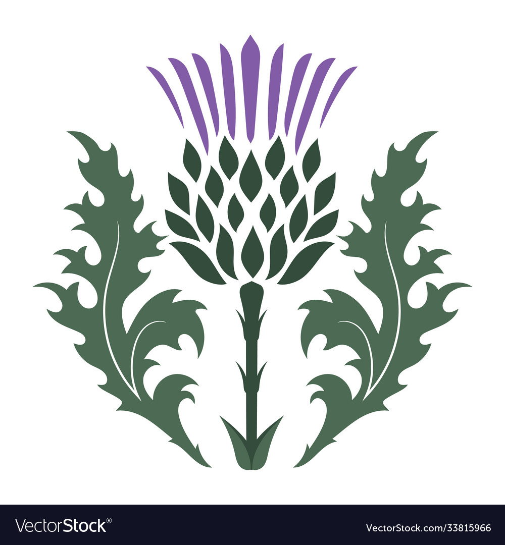 Thistle onopordum acanthium scottish Royalty Free Vector