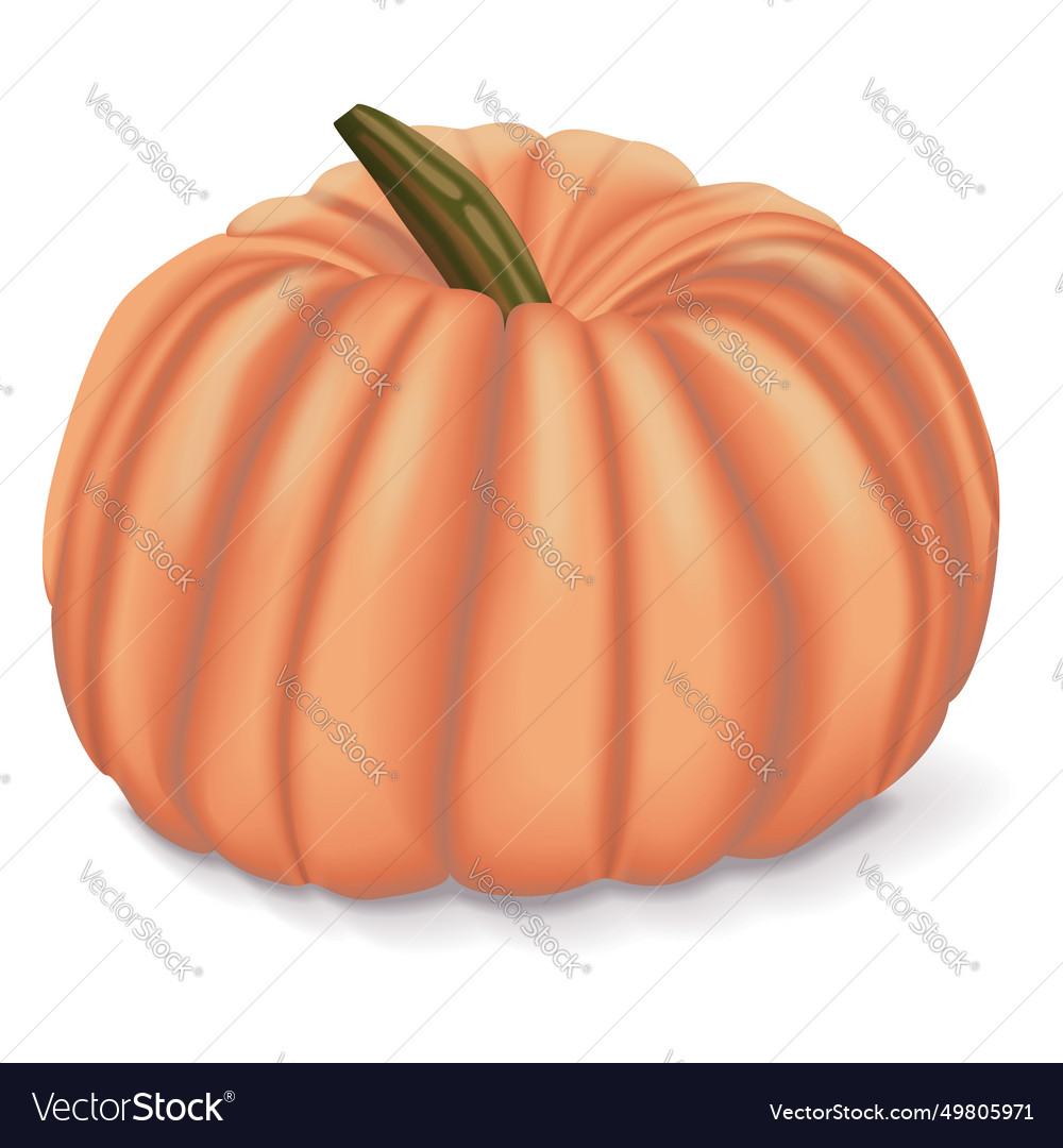Pink pumpkins winter squash vector image Pink pumpkins winter squash