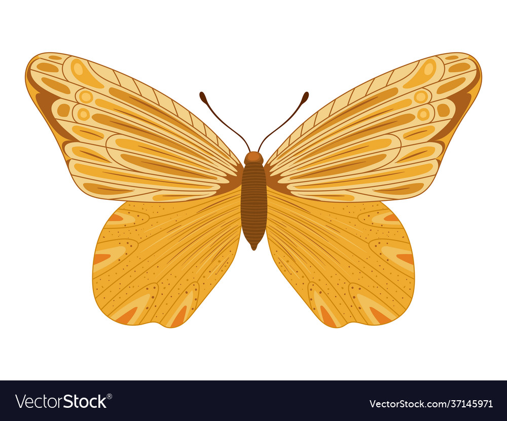 Yellow butterfly icon Royalty Free Vector Image