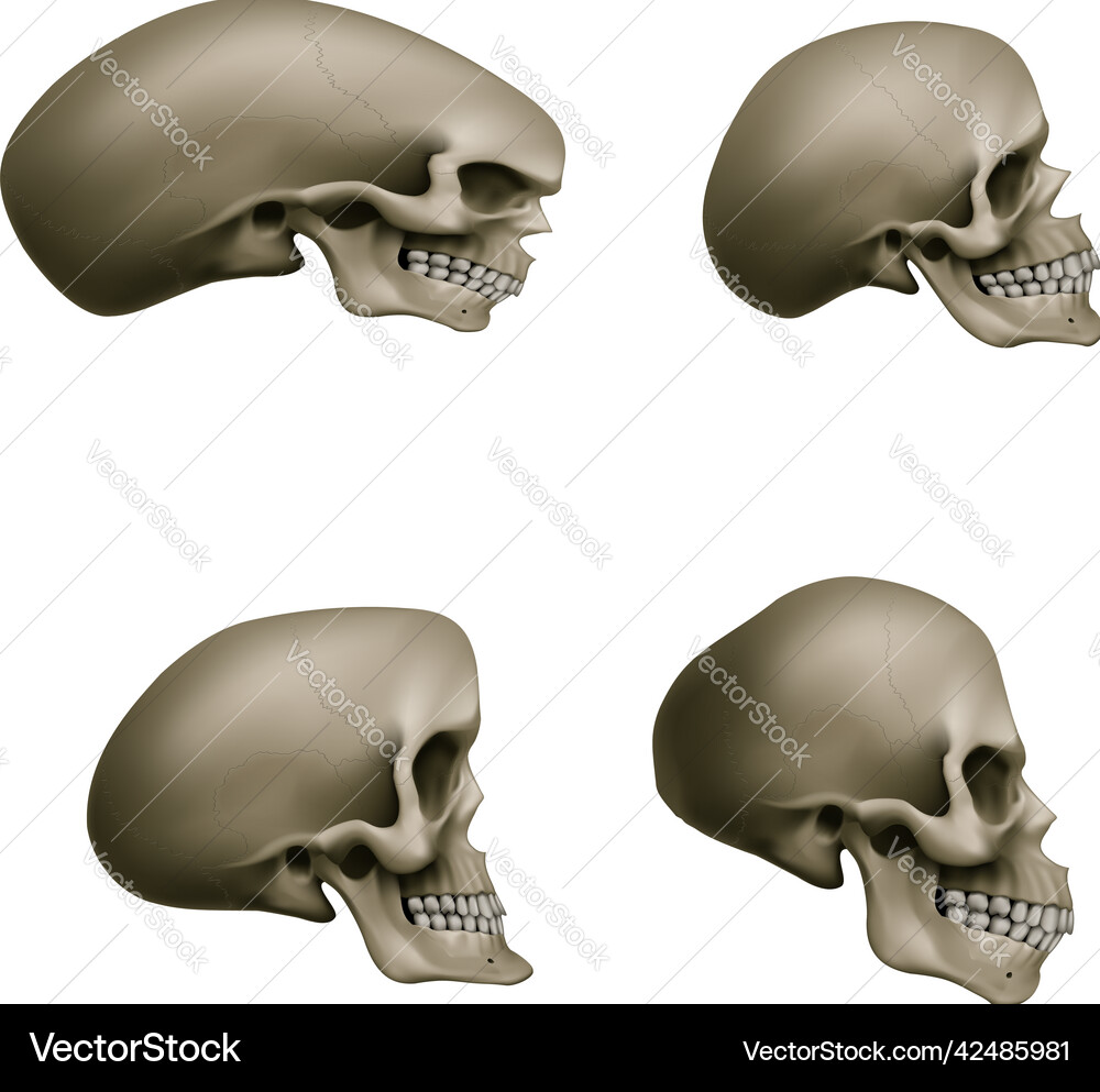 Human skull Royalty Free Vector Image - VectorStock