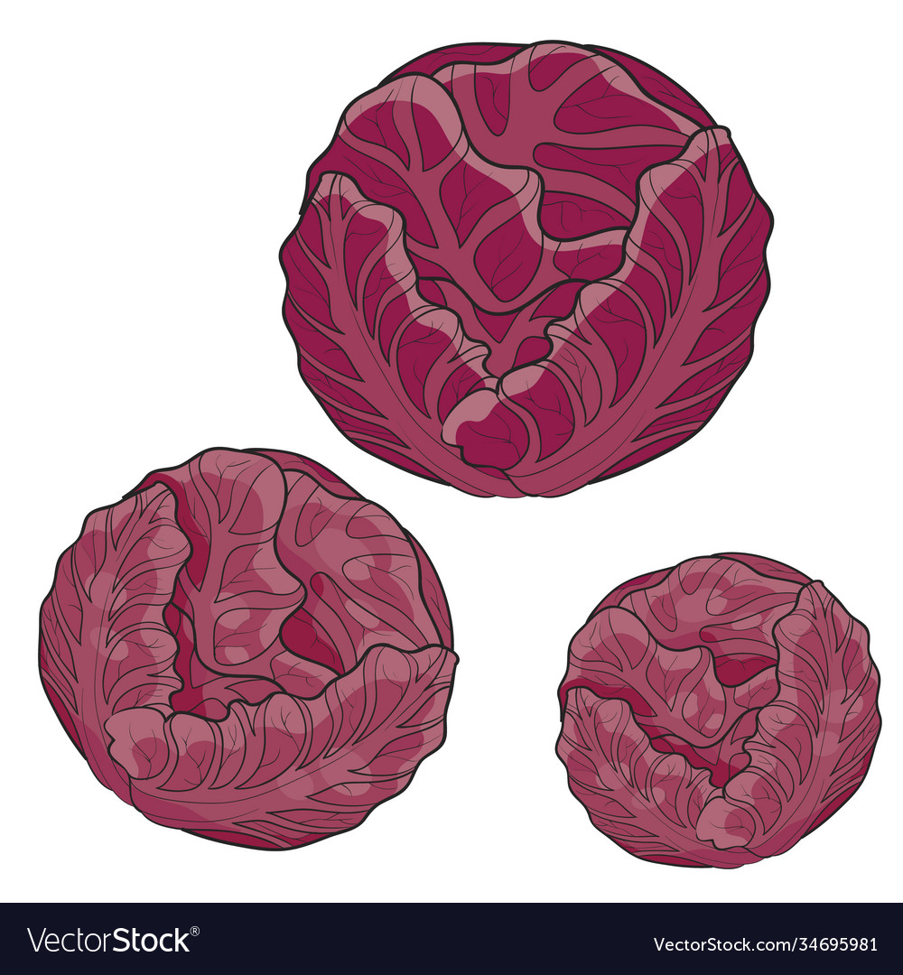 Red cabbage cartoon isolated object on white