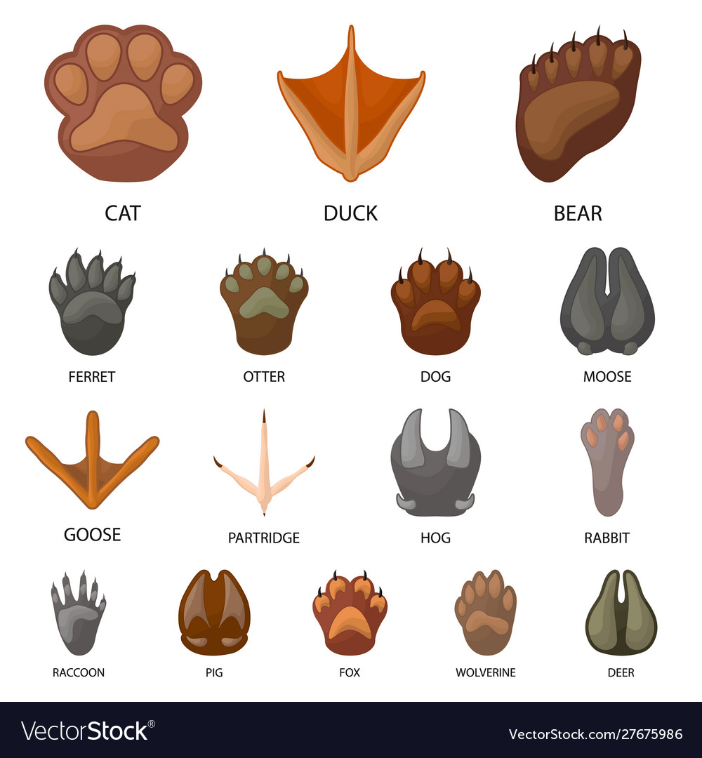 Isolated object animal and print icon vector image Isolated object animal and print icon