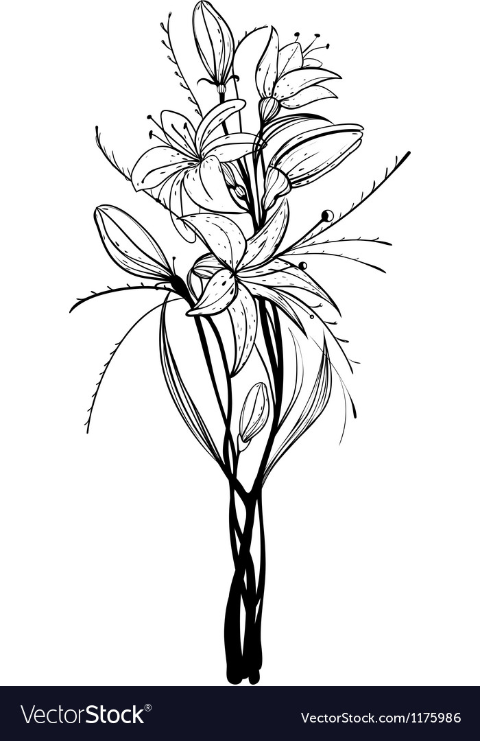 lily flower outline