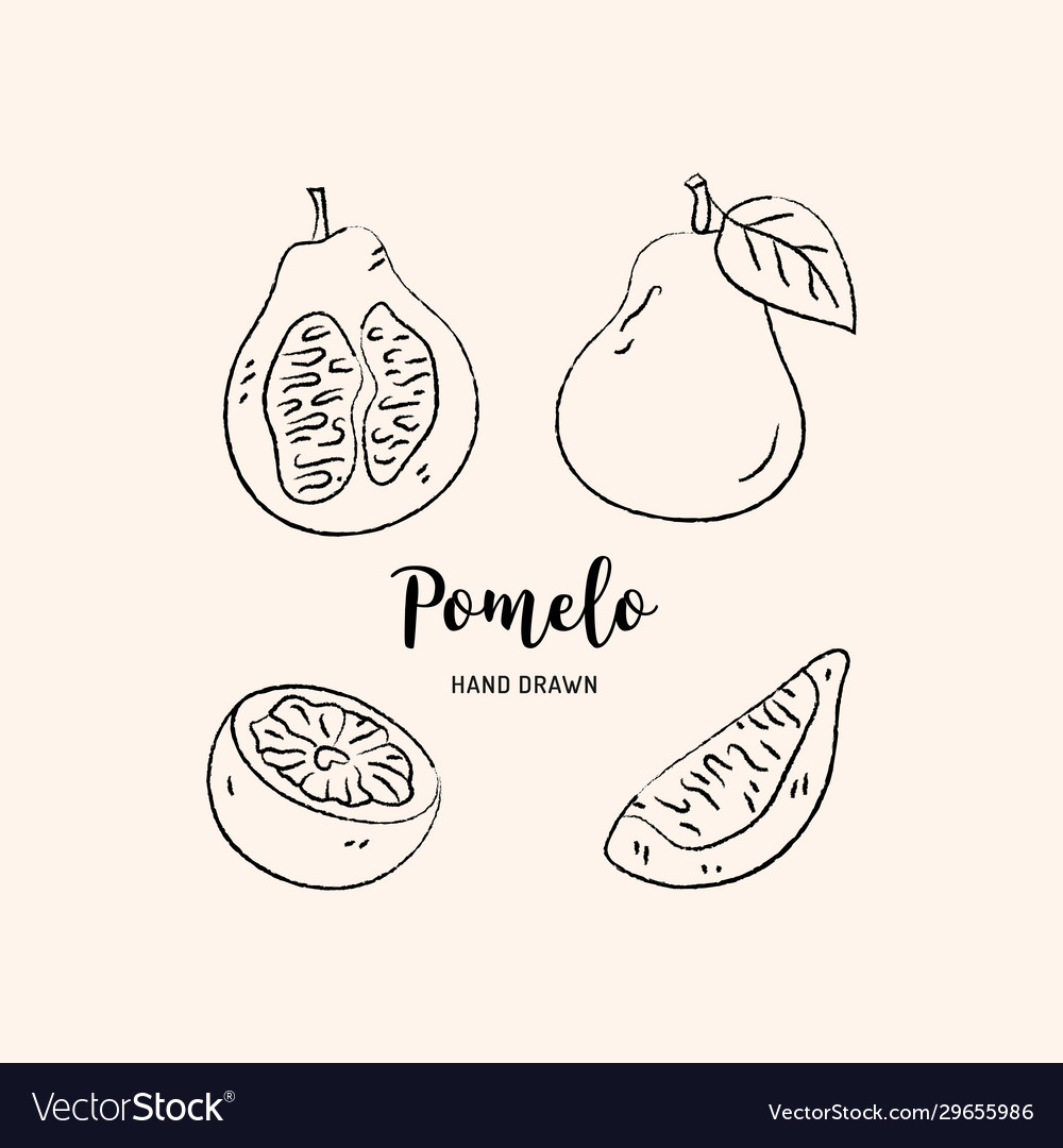 Pomelo fruit graphic drawing sketch Royalty Free Vector