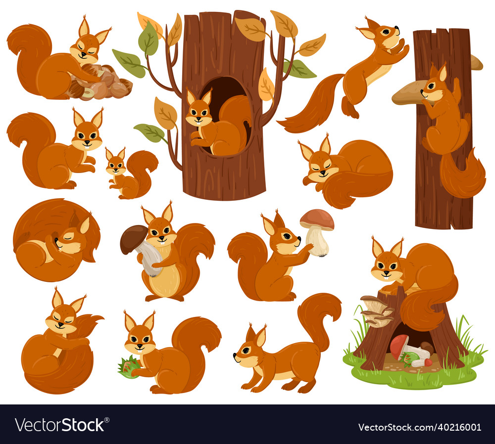 Cartoon squirrel woodland animal character vector image Cartoon squirrel woodland animal character