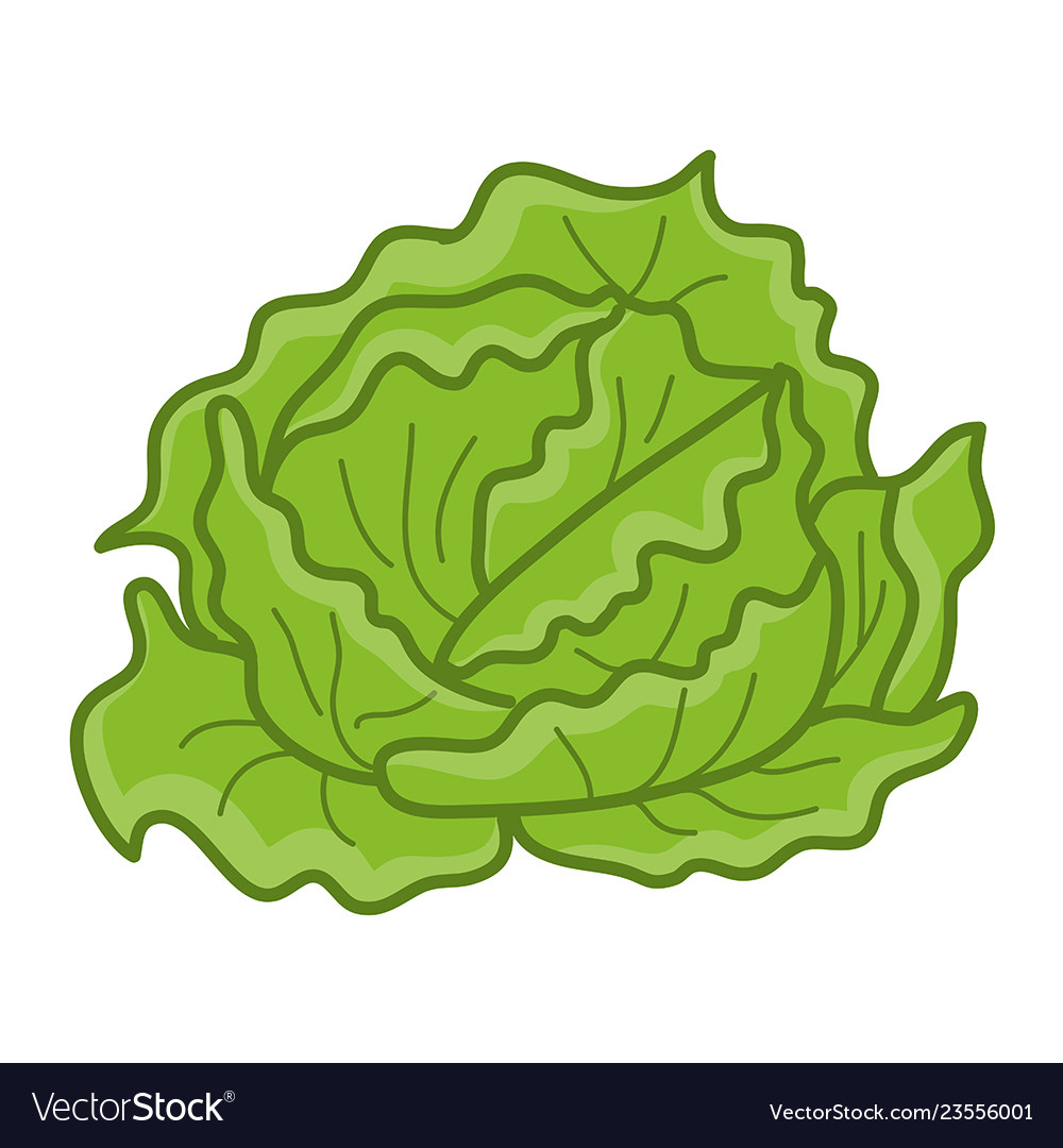 Green cabbage isolated Royalty Free Vector Image