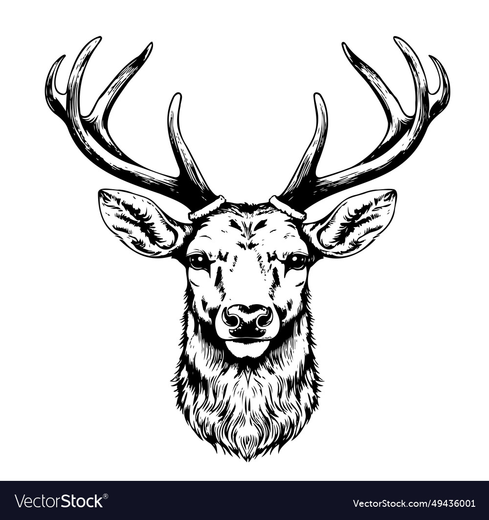 Stag Deer Head Sketch Graphics Monochrome Vector Image