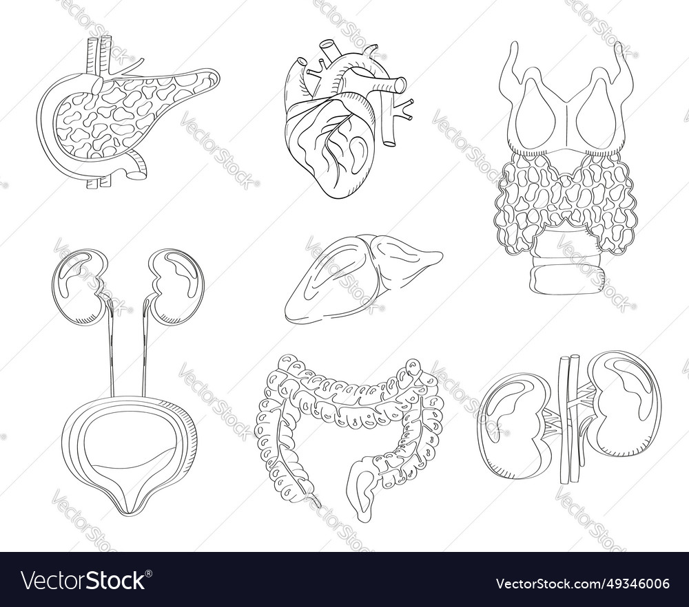 Human internal organs in doodle style Royalty Free Vector