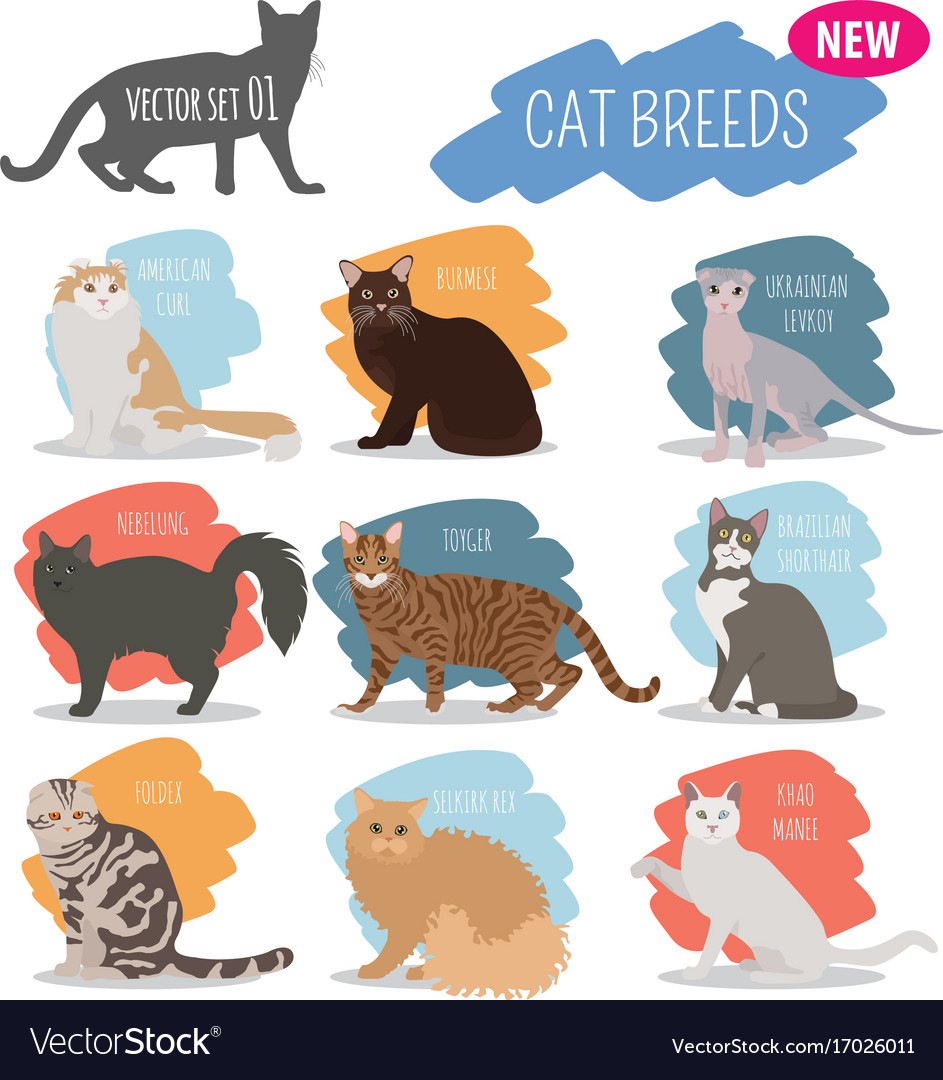 Cat Breeds Icon Set Flat Style Isolated On White Vector Image