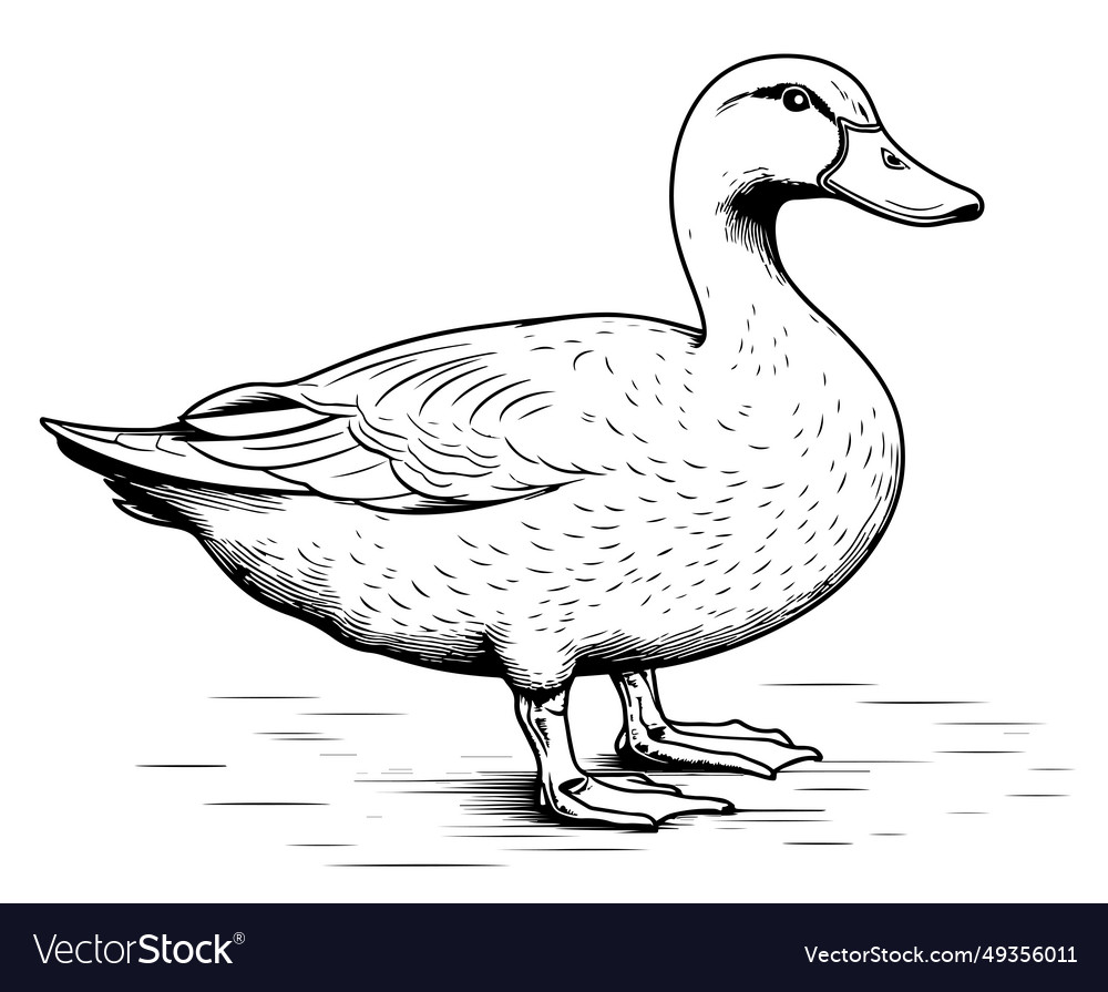 Cute duck standing sketch hand drawn Royalty Free Vector