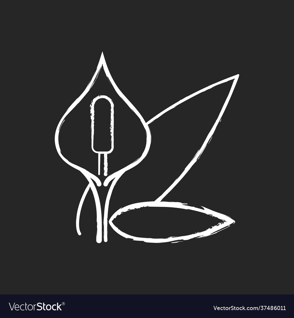 Spathiphyllum chalk white icon on black background vector image Spathiphyllum chalk white icon on black background