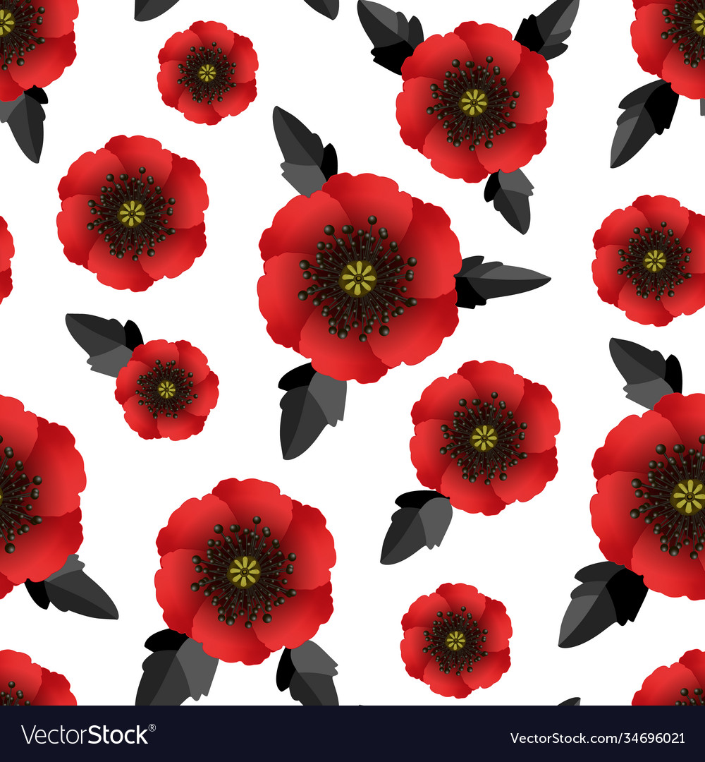 Red poppy flower on white background