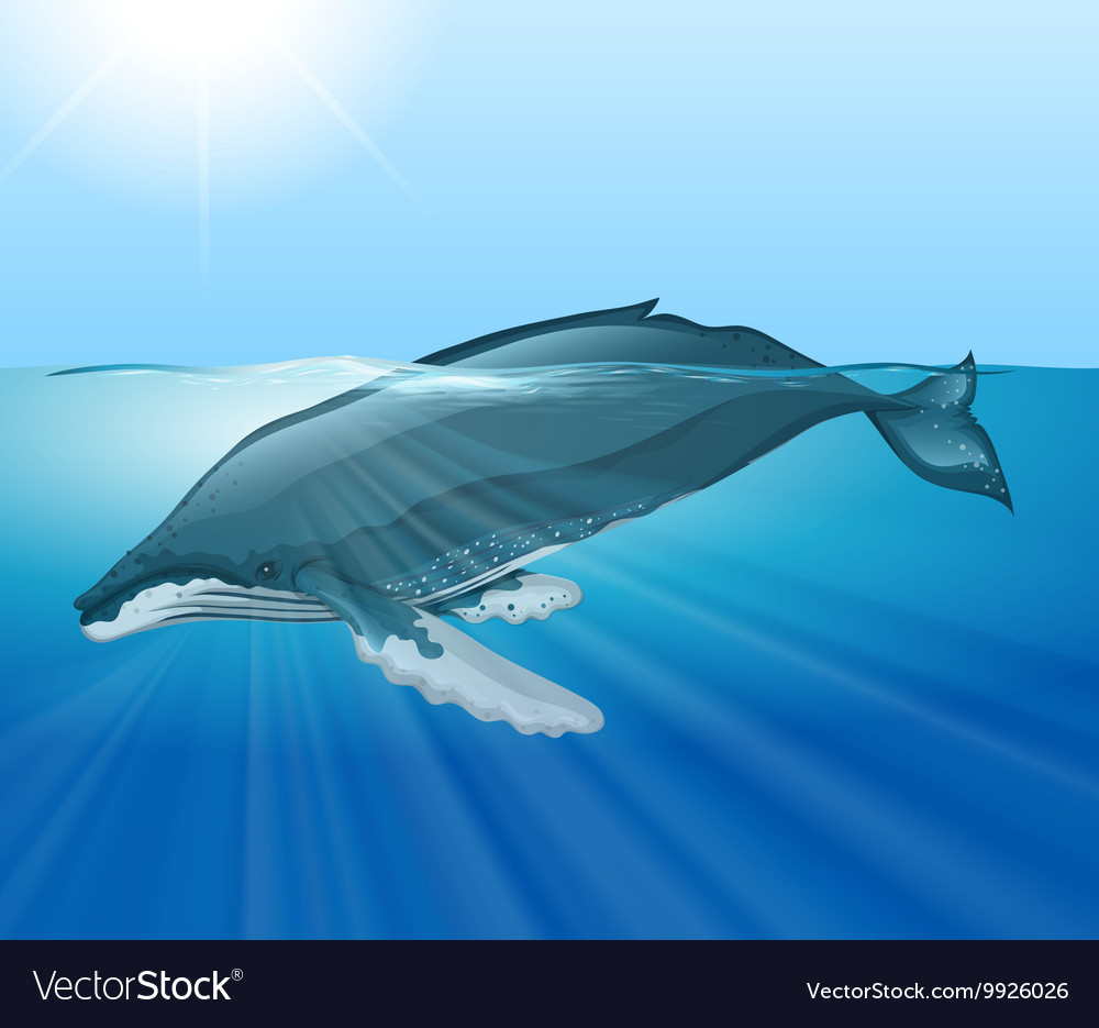 Giant whale swimming in the ocean Royalty Free Vector Image