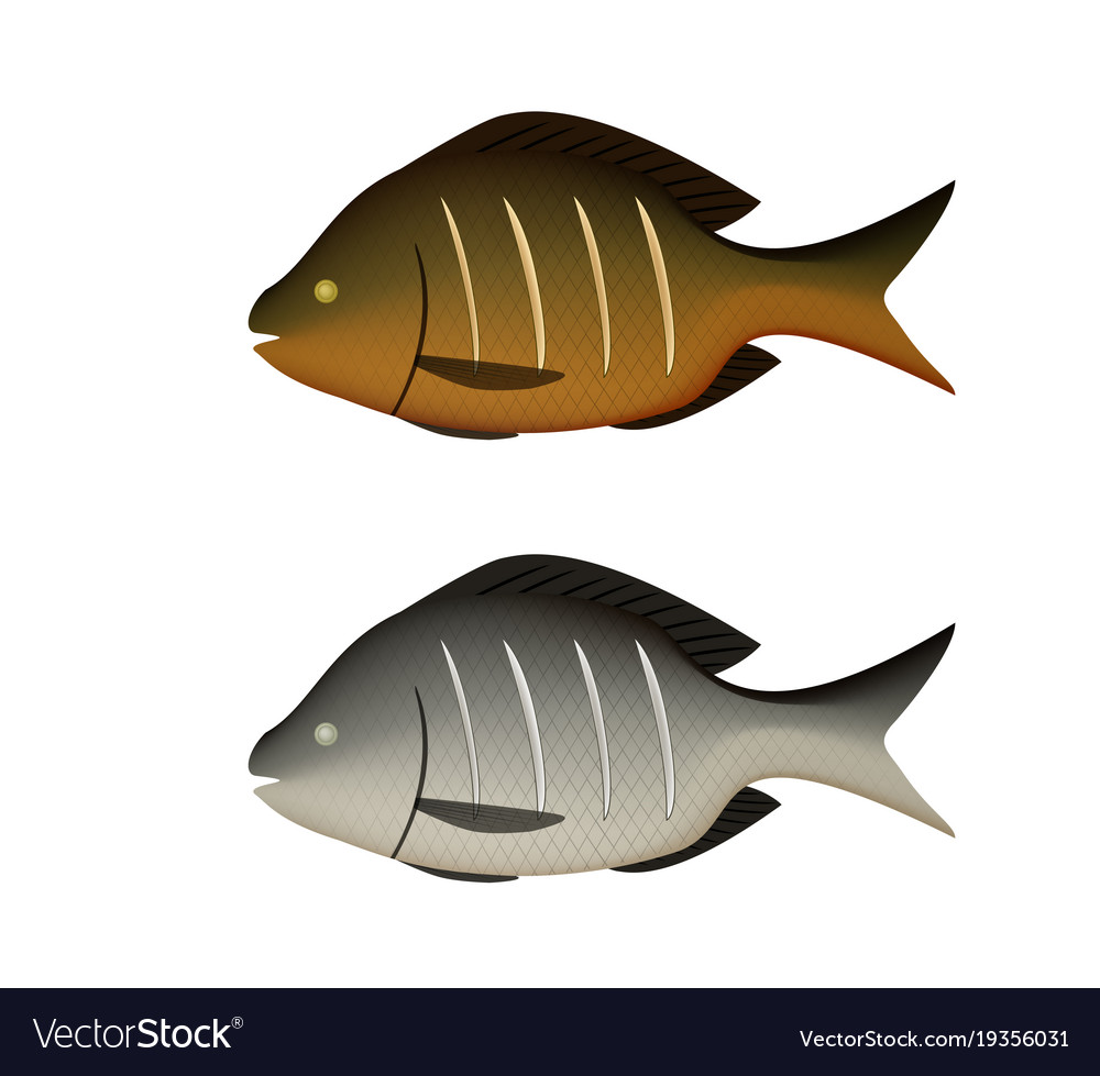 Boiled and fried fish on white in 3d