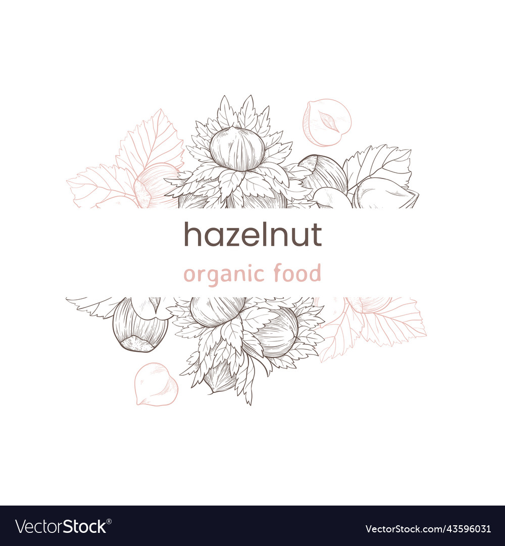 Hazelnut web banner with nuts and leaves fruits vector image Hazelnut web banner with nuts and leaves fruits