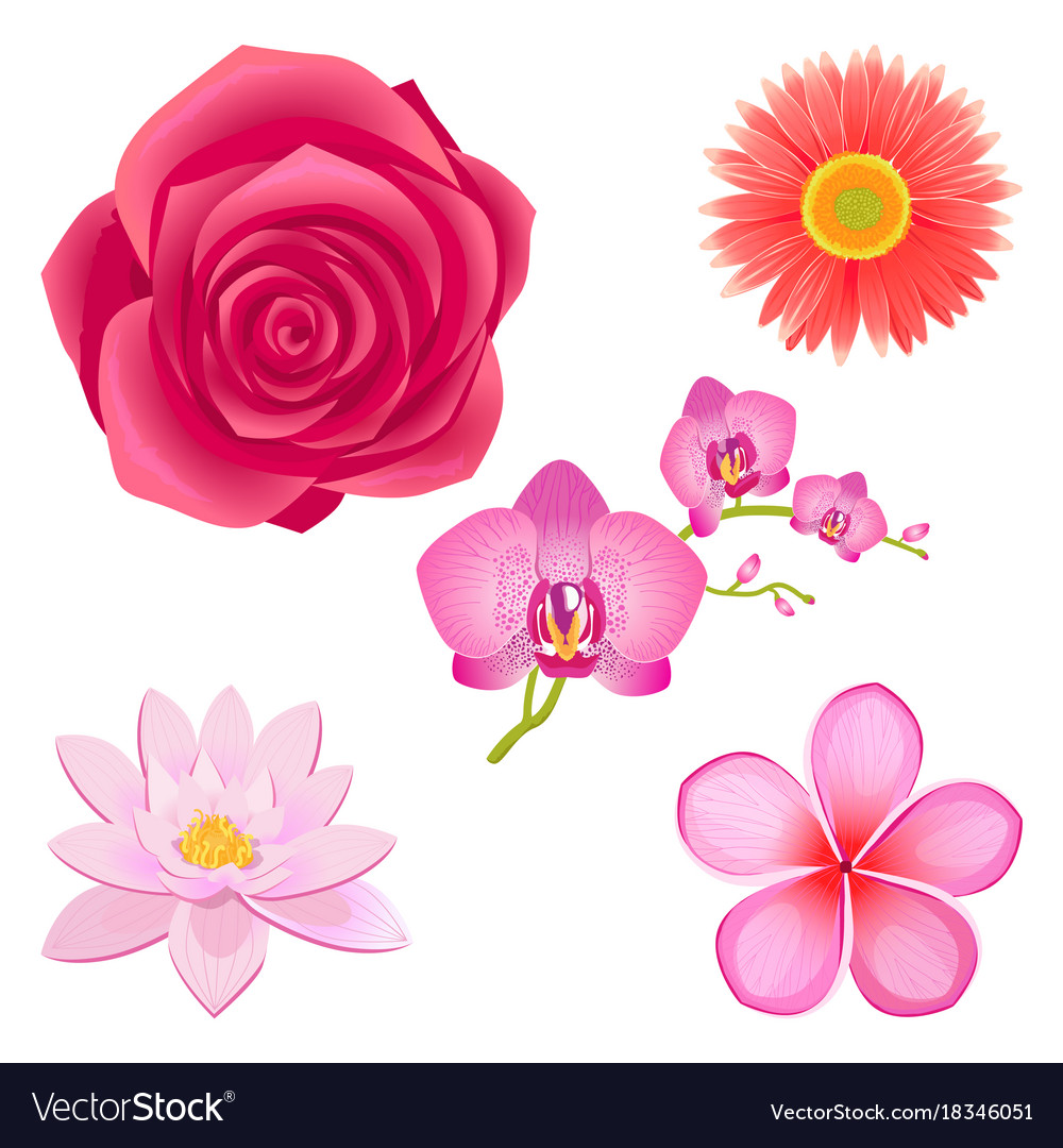 Erstaunlich rosa Blumen isoliert Set