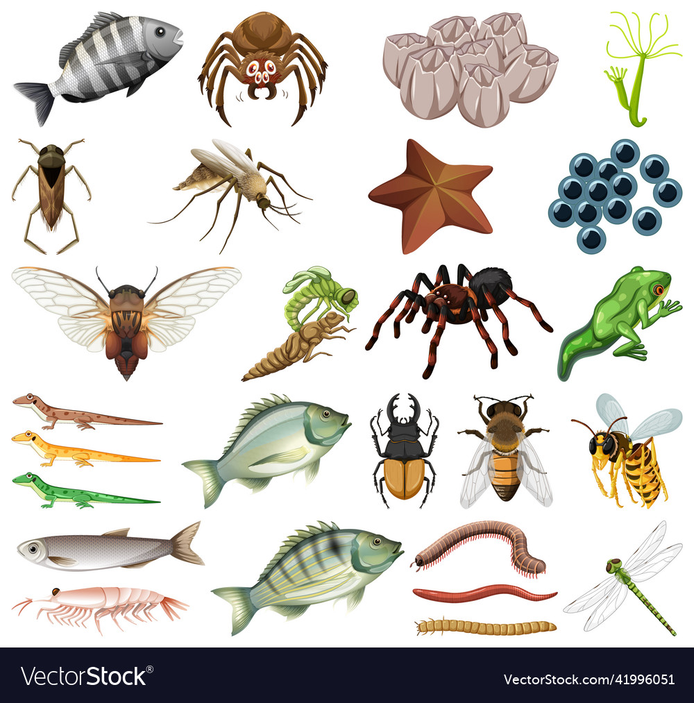 Different kinds of insects and animals on white