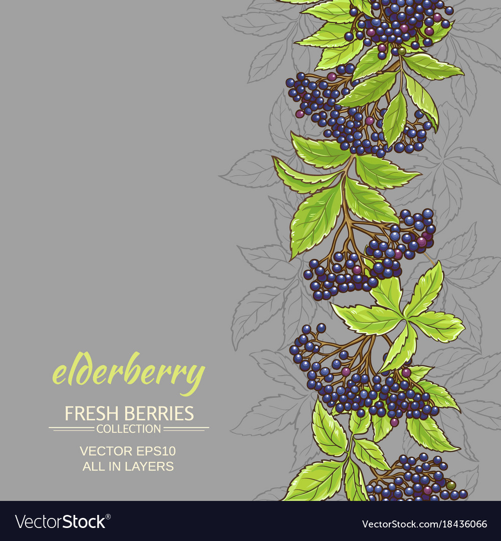 Elderberry background Royalty Free Vector Image