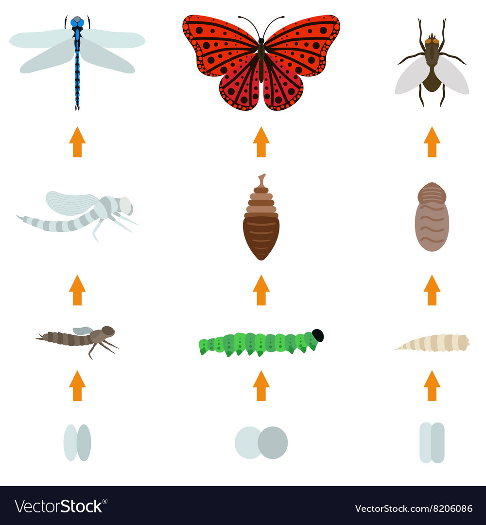 Insect birth life Royalty Free Vector Image - VectorStock