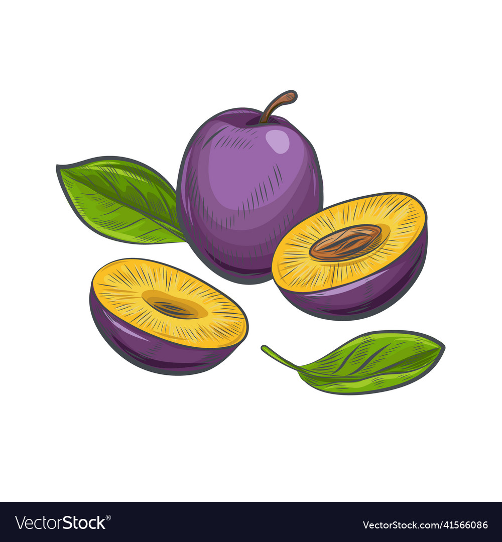 Plum fruit sketch