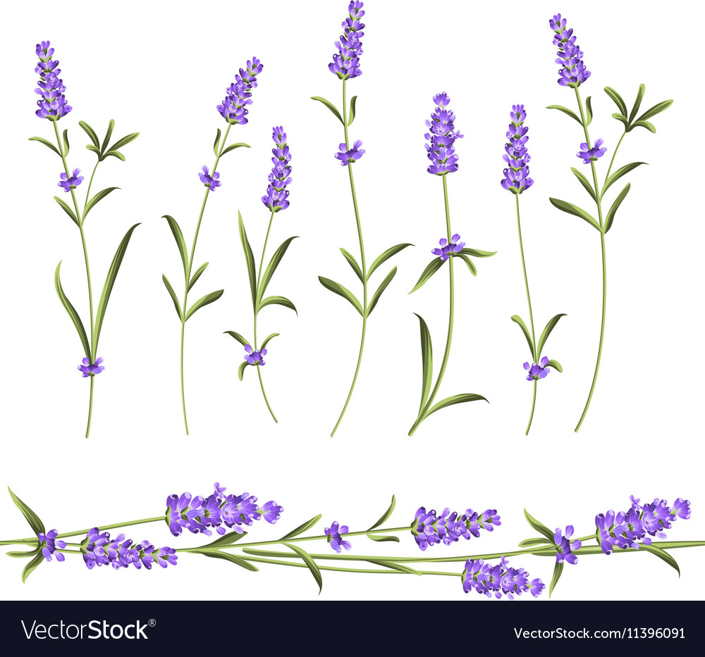 Set of lavender Royalty Free Vector Image - VectorStock