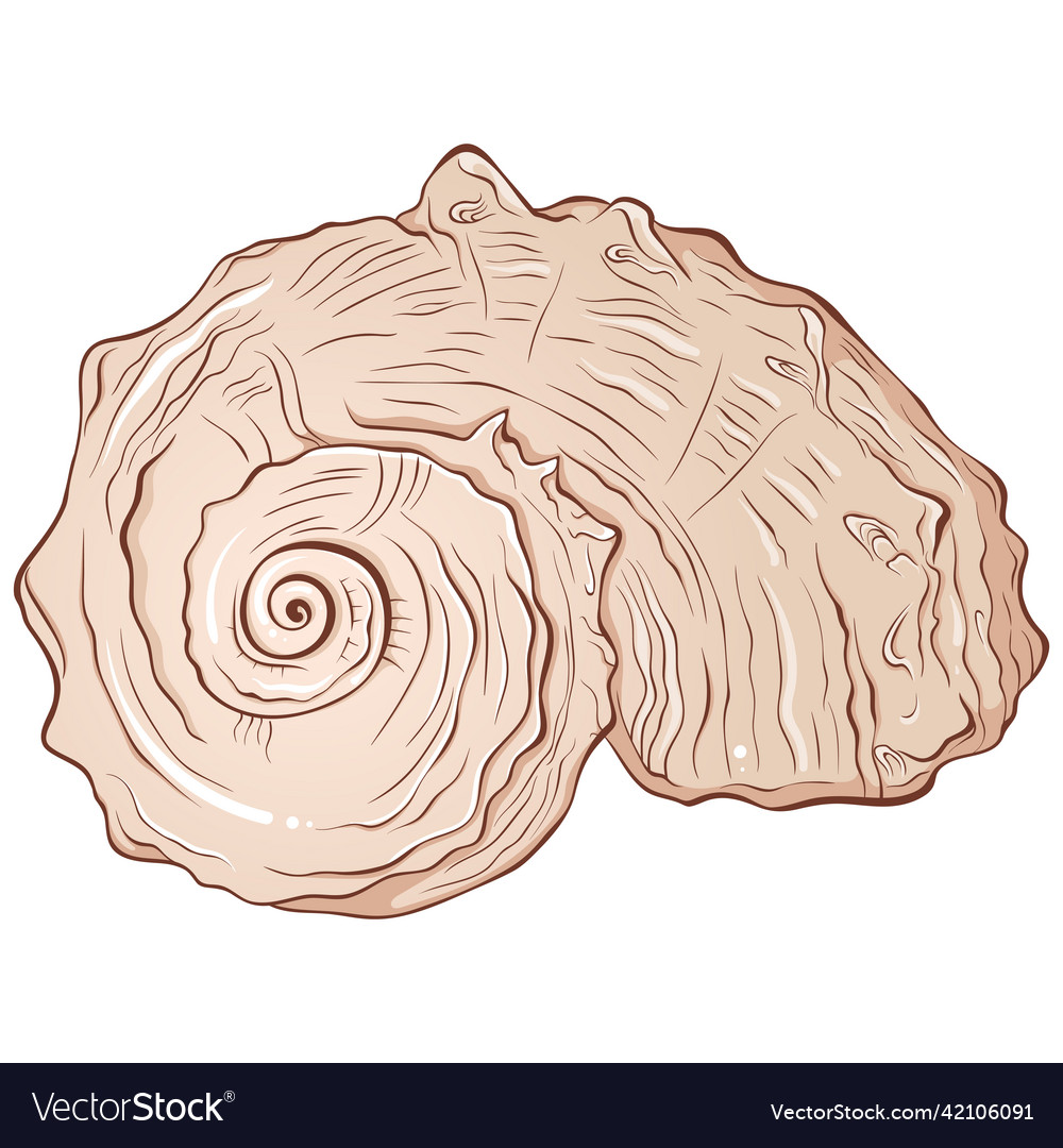 Spiral seashell front view color Vector Image Spiral seashell front view color