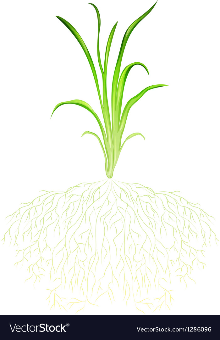 A green grass Royalty Free Vector Image - VectorStock