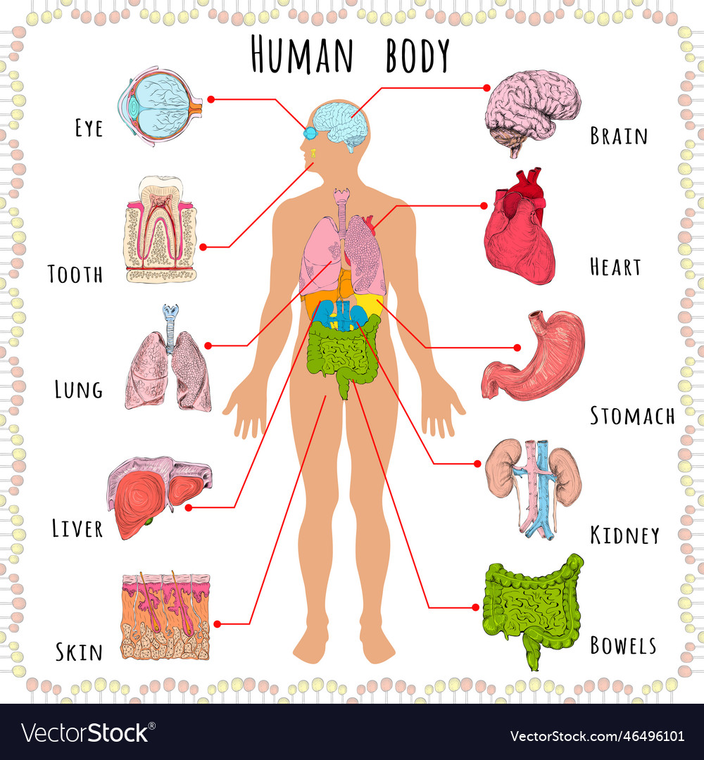 Human body medical demographic Royalty Free Vector Image