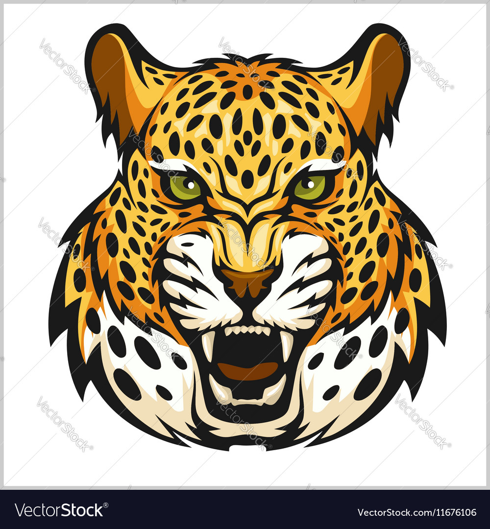 Jaguar portrait jaguars head on white