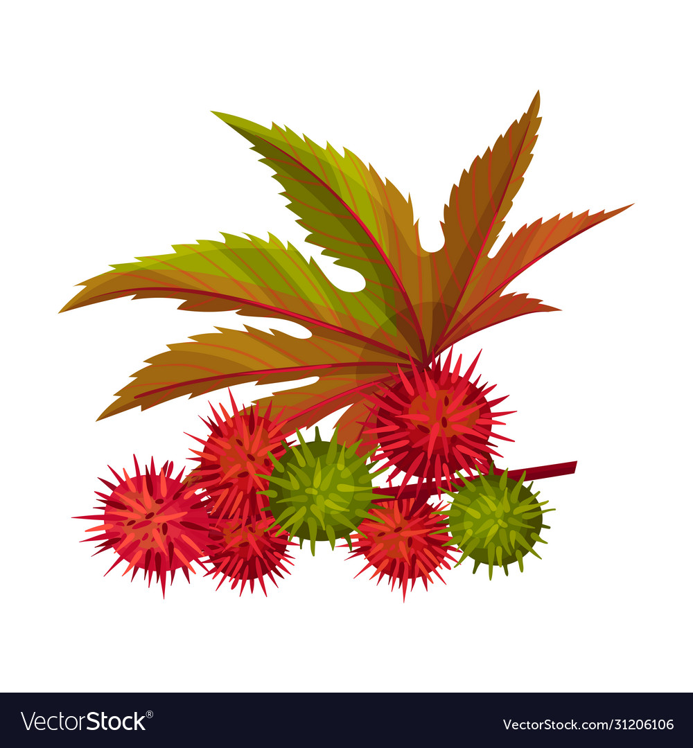 Ricinus or castor oil plant with green palmate