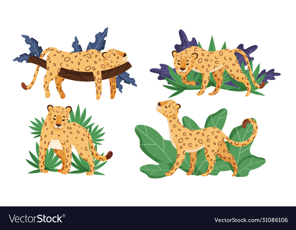 Spotted leopard in standing pose and lying on tree vector image Spotted leopard in standing pose and lying on tree