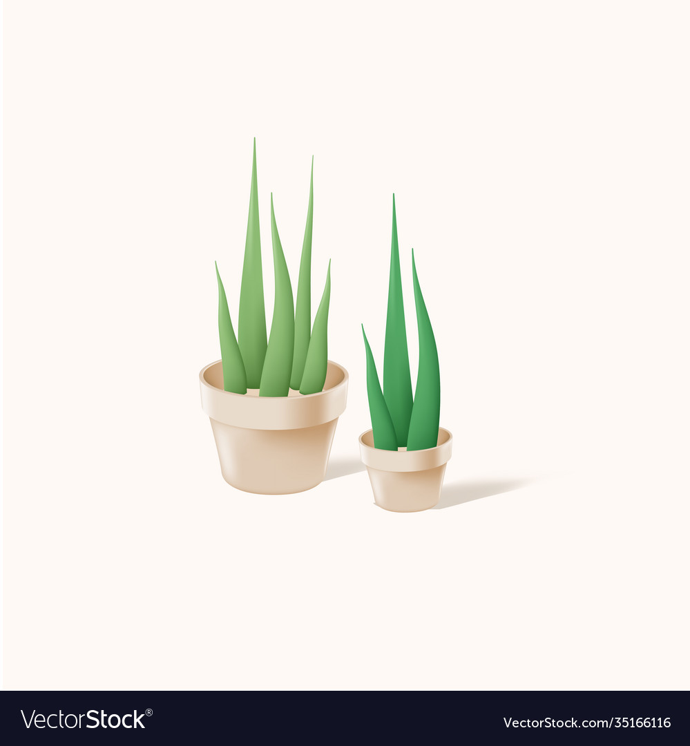 Home decor plant icon and graphic 3d design