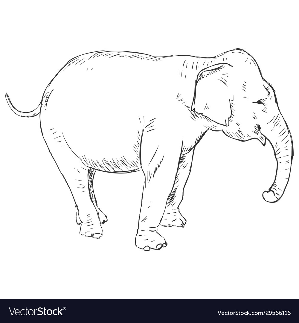 Sketch elephant Royalty Free Vector Image - VectorStock