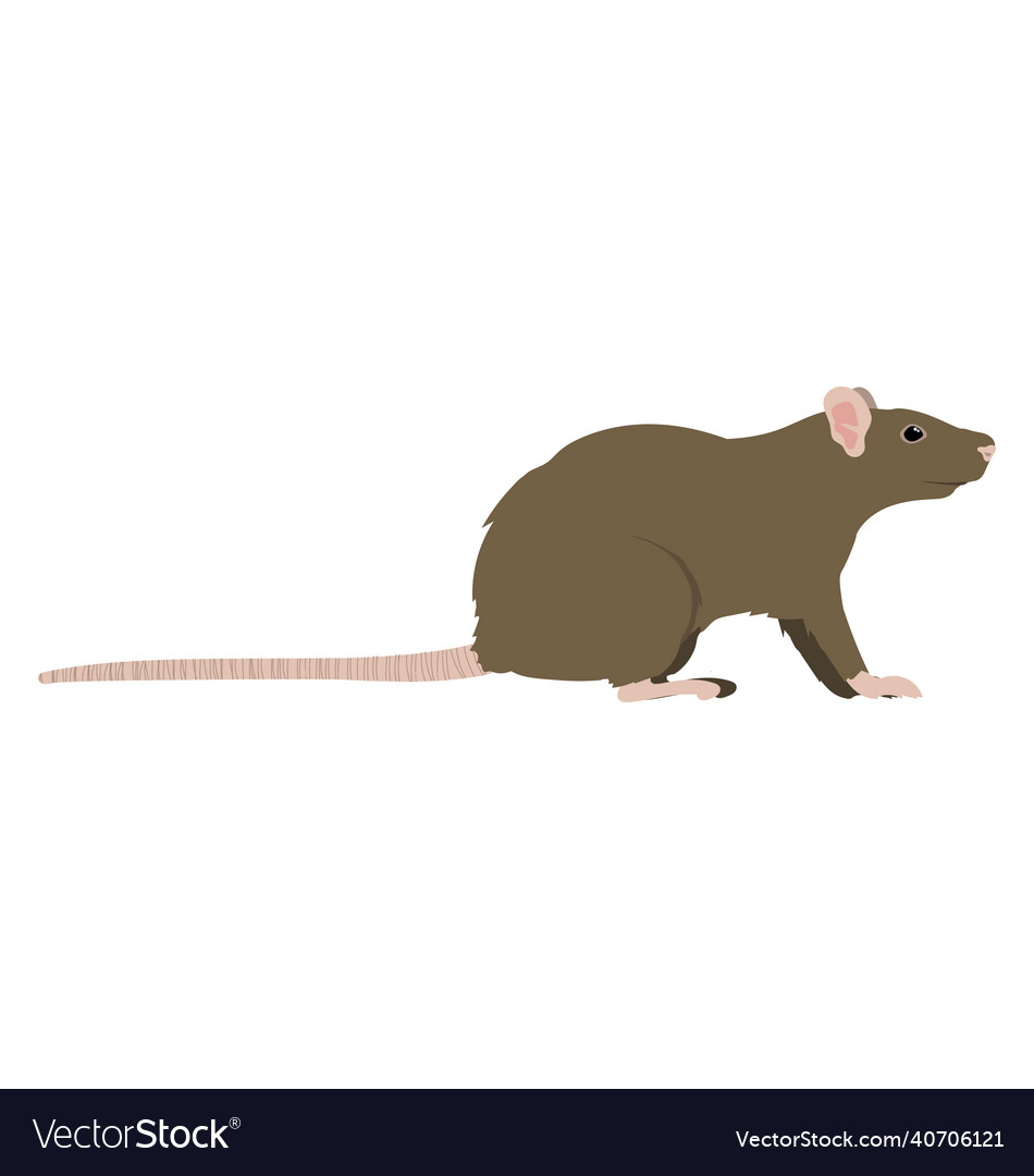 Brown rat seen in side view - flat