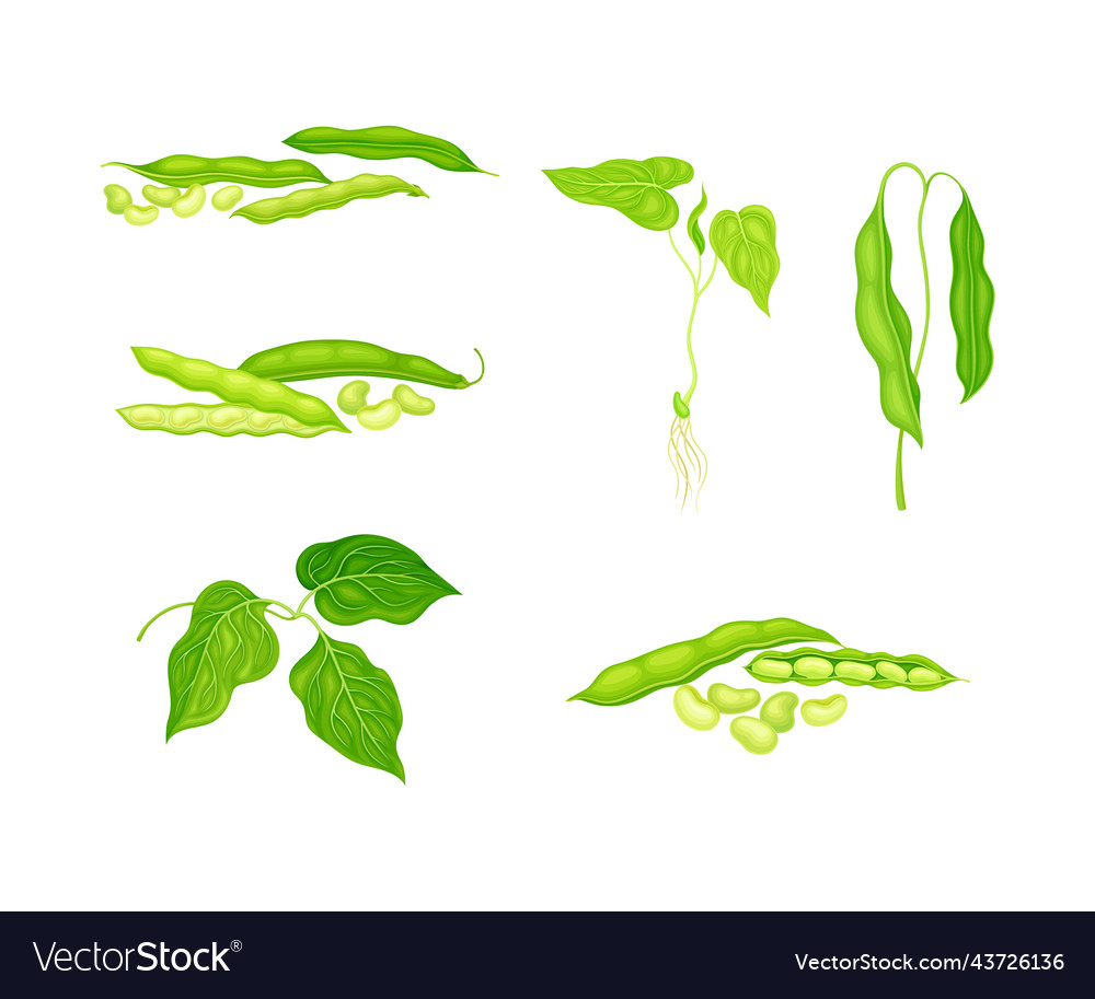 Set von Bohnenpflanze mit grünen Blättern und Hülsen