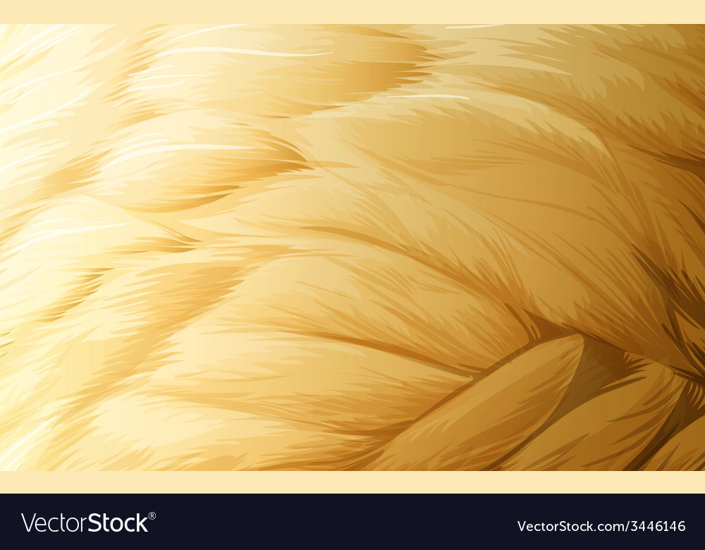 A feather texture