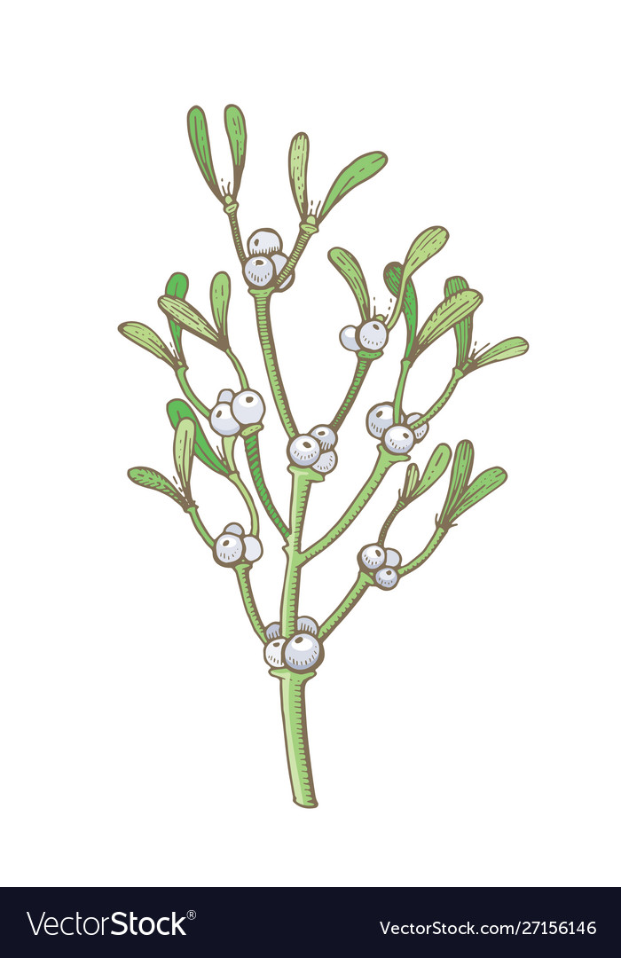 Mistletoe christmas decoration icon hand drawn vector image Mistletoe christmas decoration icon hand drawn