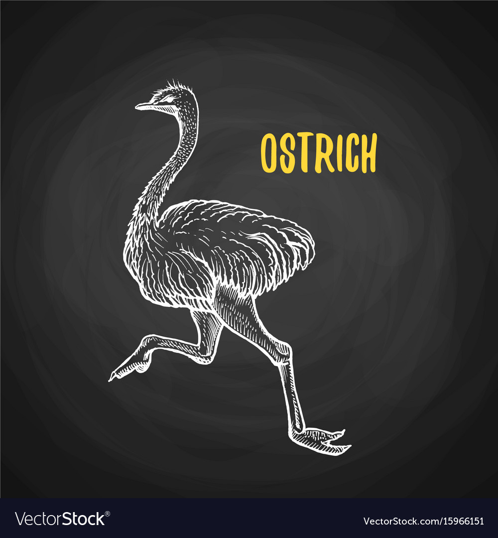 Bird ostrich animal in the style of chalk