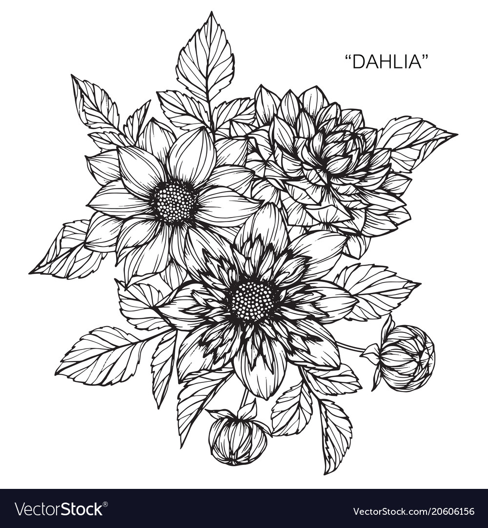 Dahlia Flowers Vector Stock Illustration Eps10 Hand Drawing Outline  Isolate on a White Background Stock Vector  Illustration of spring  graphic 212489611