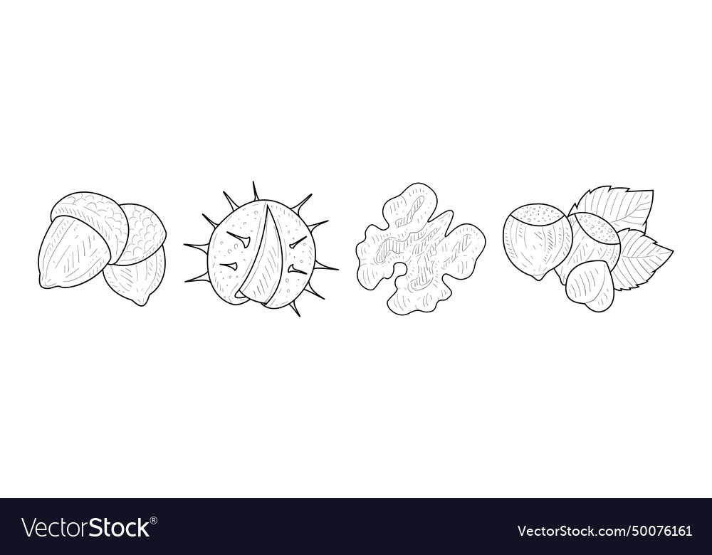 Nuts and kernel with shell hand drawn element Vector Image Nuts and kernel with shell hand drawn element