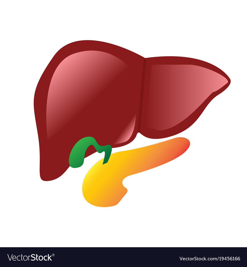 liver-gallbladder-and-pancreas-anatomy