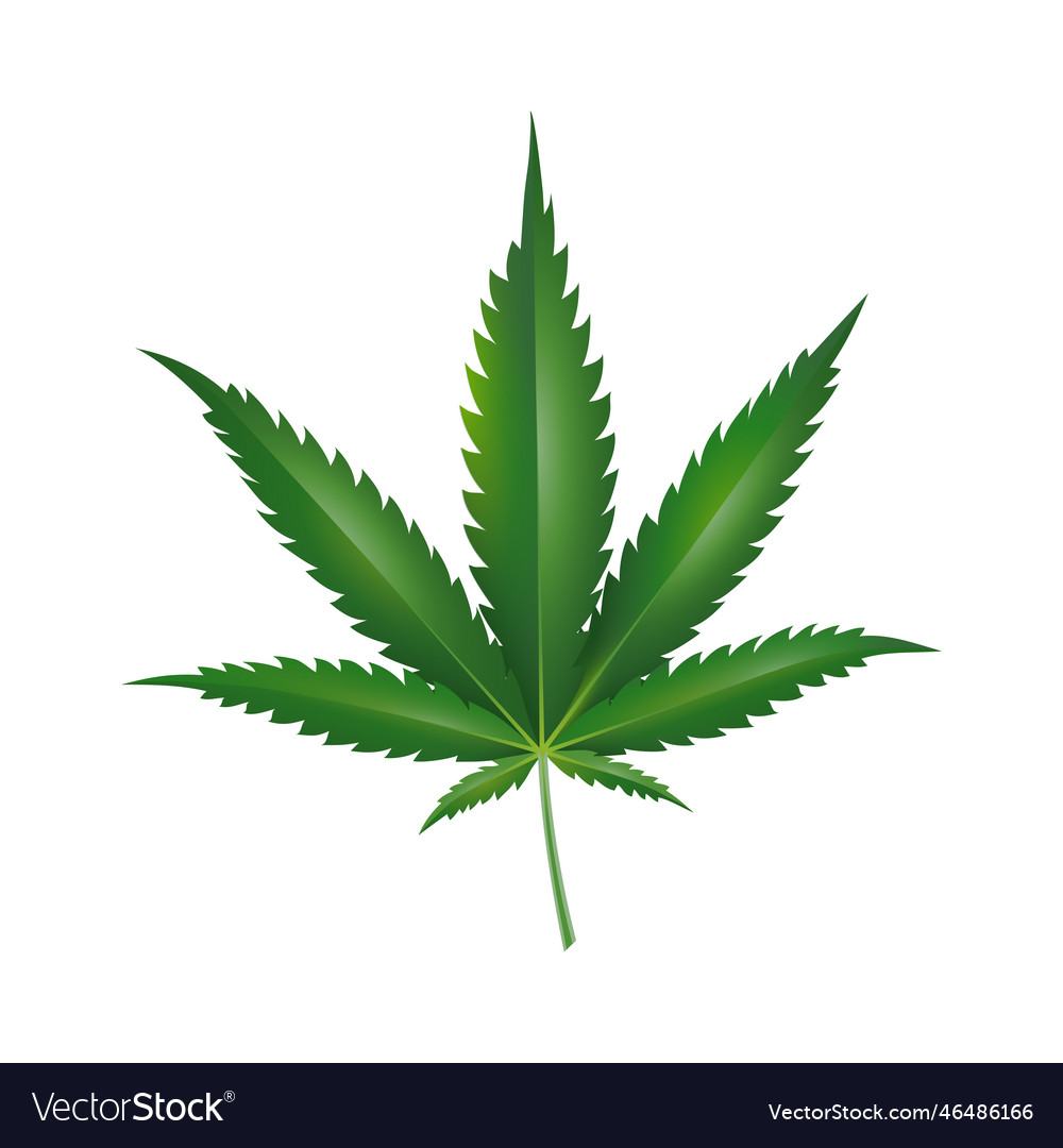 Marijuana leaf green hemp leaf Royalty Free Vector Image