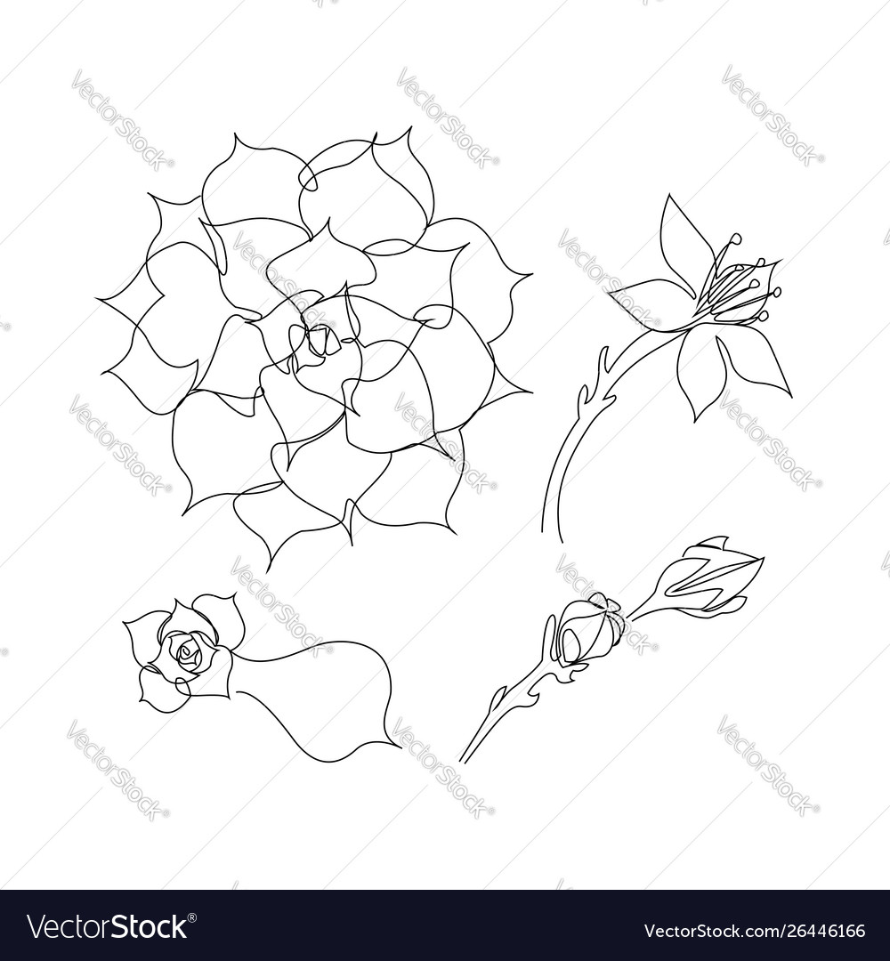 Set continuous line succulents vector image Set continuous line succulents