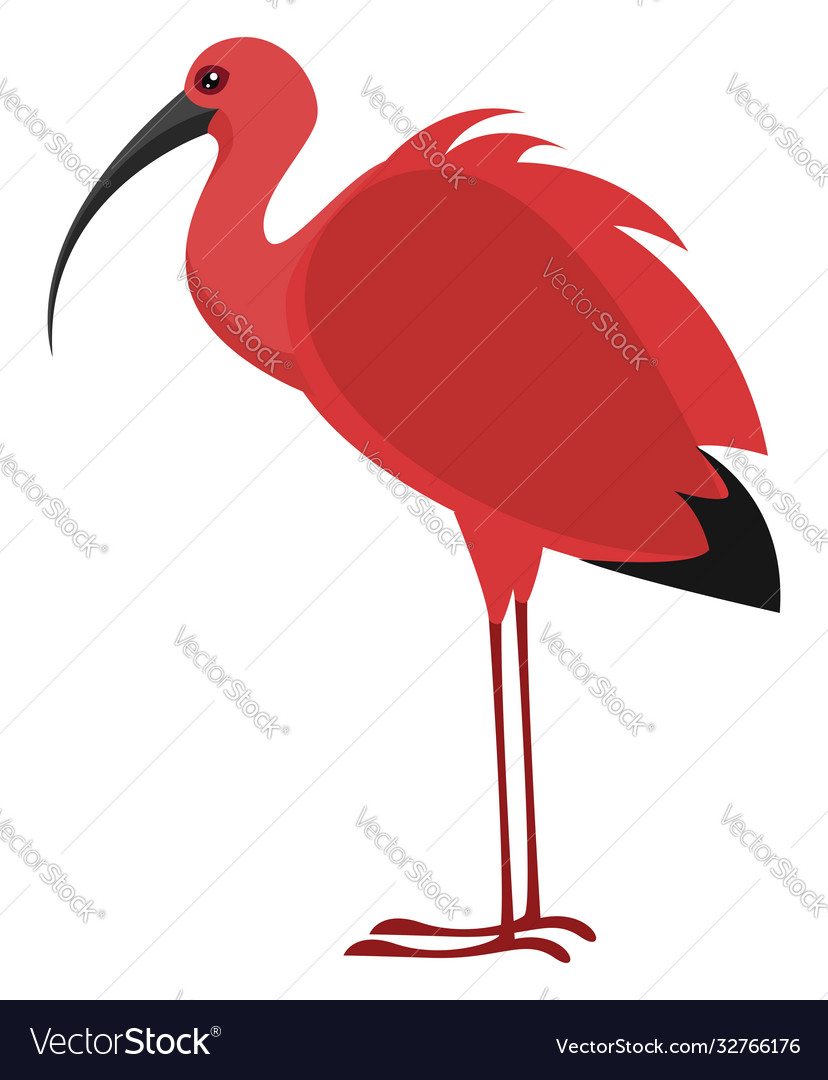 Ibis bird on white background Royalty Free Vector Image