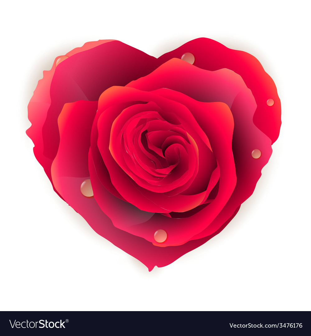 Isolated beautiful red rose heart eps 10 Vector Image