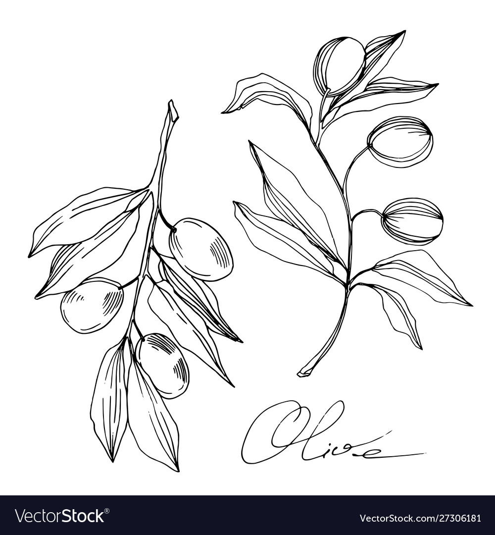 Olive branch with fruit black and white Royalty Free Vector