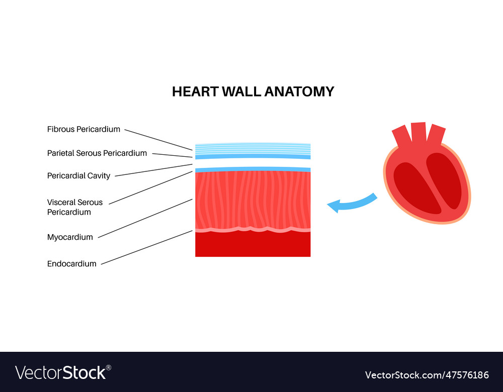 Heart wall anatomy Royalty Free Vector Image - VectorStock