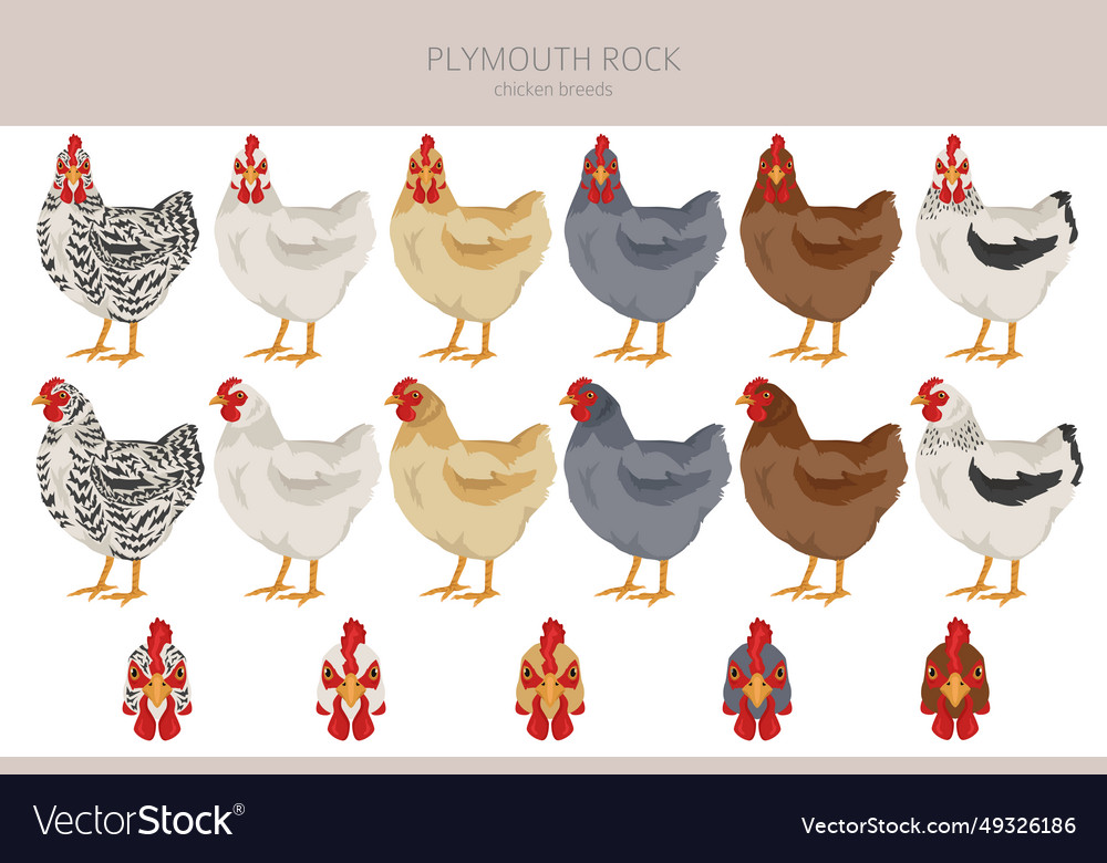 Plymouth rock chicken breeds clipart poultry Vector Image